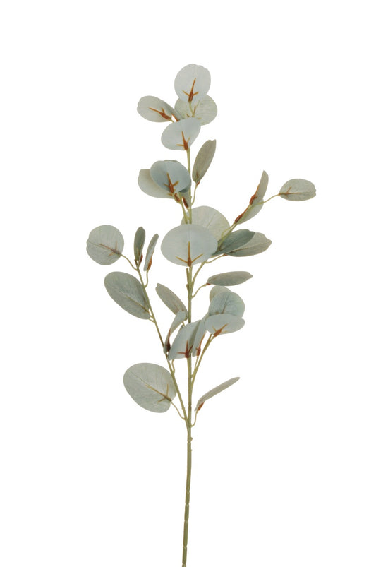 Grænblá eucalyptus grein
